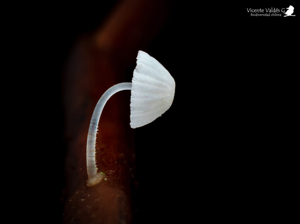 Mycena luxaustralis. Créditos: Vicente Valdés Guzmán.