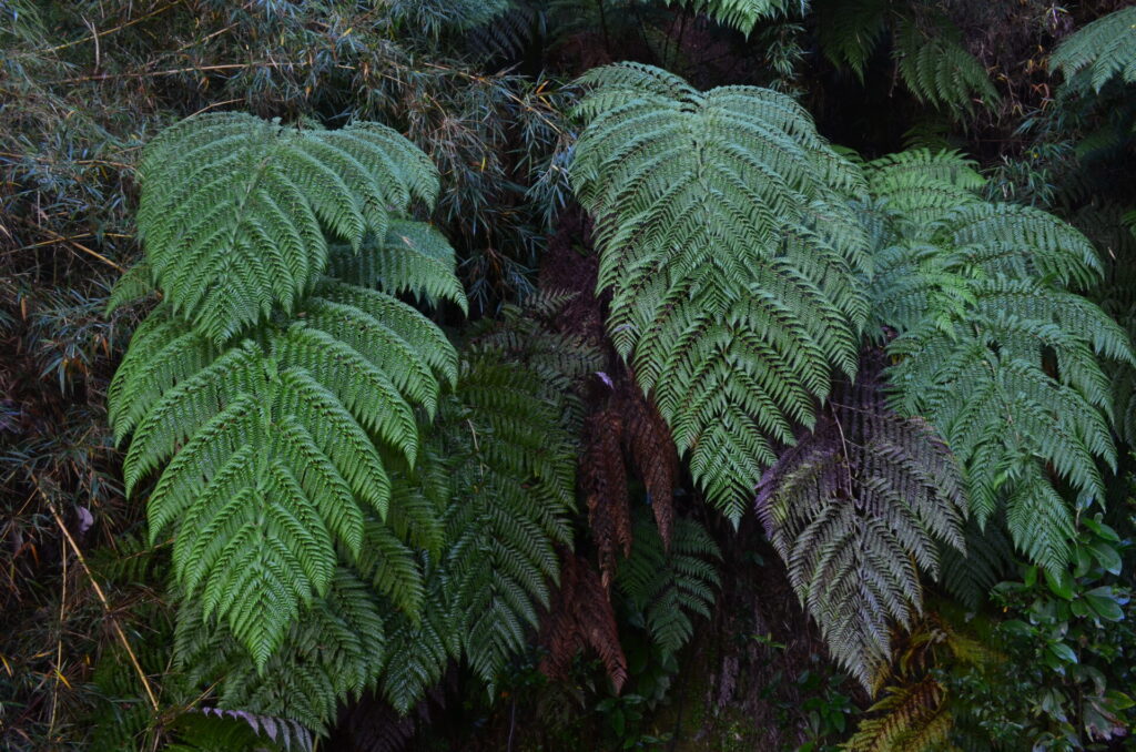 Ampe (Lophosoria cuadripinnata). Créditos: ©Jaime Espejo Cardemil