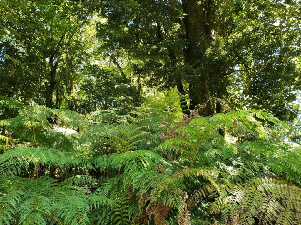 Ampe (Lophosoria cuadripinnata). Créditos: ©Cesar Ormazabal