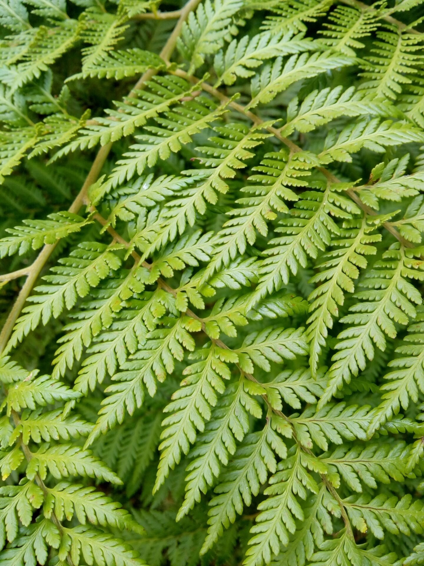 Helechos de Chile: Un recorrido por especies milenarias y esenciales para la vida
