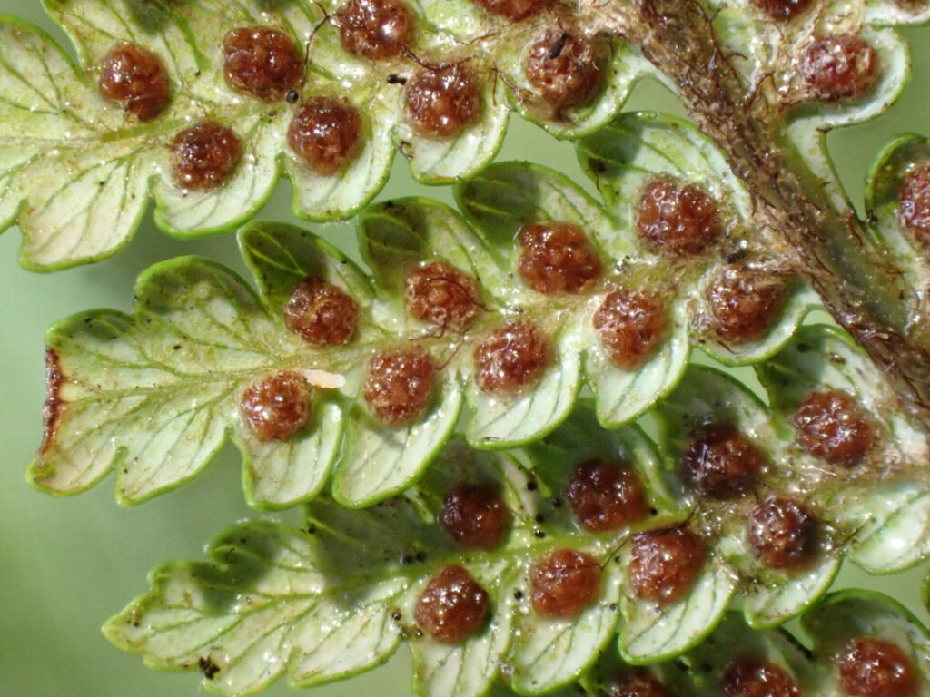 Ampe (Lophosoria cuadripinnata). Créditos: ©Jean-Paul Boerekamps