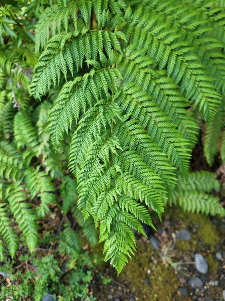 Ampe (Lophosoria cuadripinnata). Créditos: ©Michael Porter