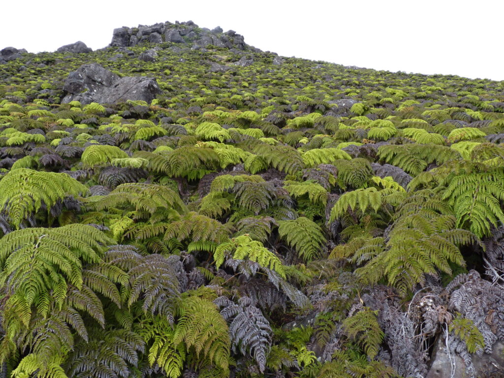 Ampe (Lophosoria cuadripinnata). Créditos: ©Patricio Novoa