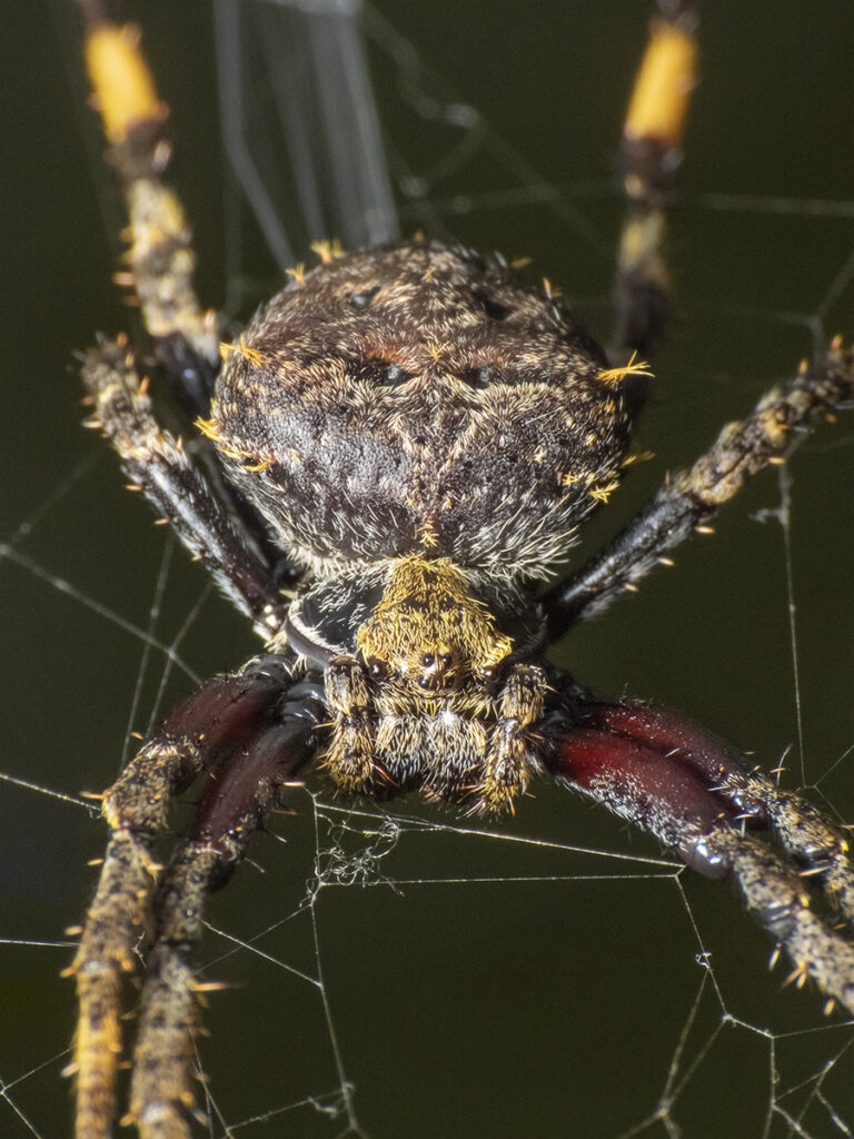 Araña del boldo. Créditos: Claudio Maureira.