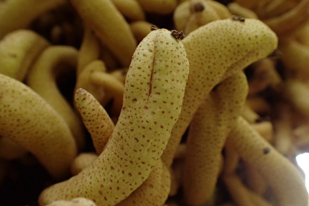 Austrobasidium pehueldeni. Créditos: Dinelly Soto.
