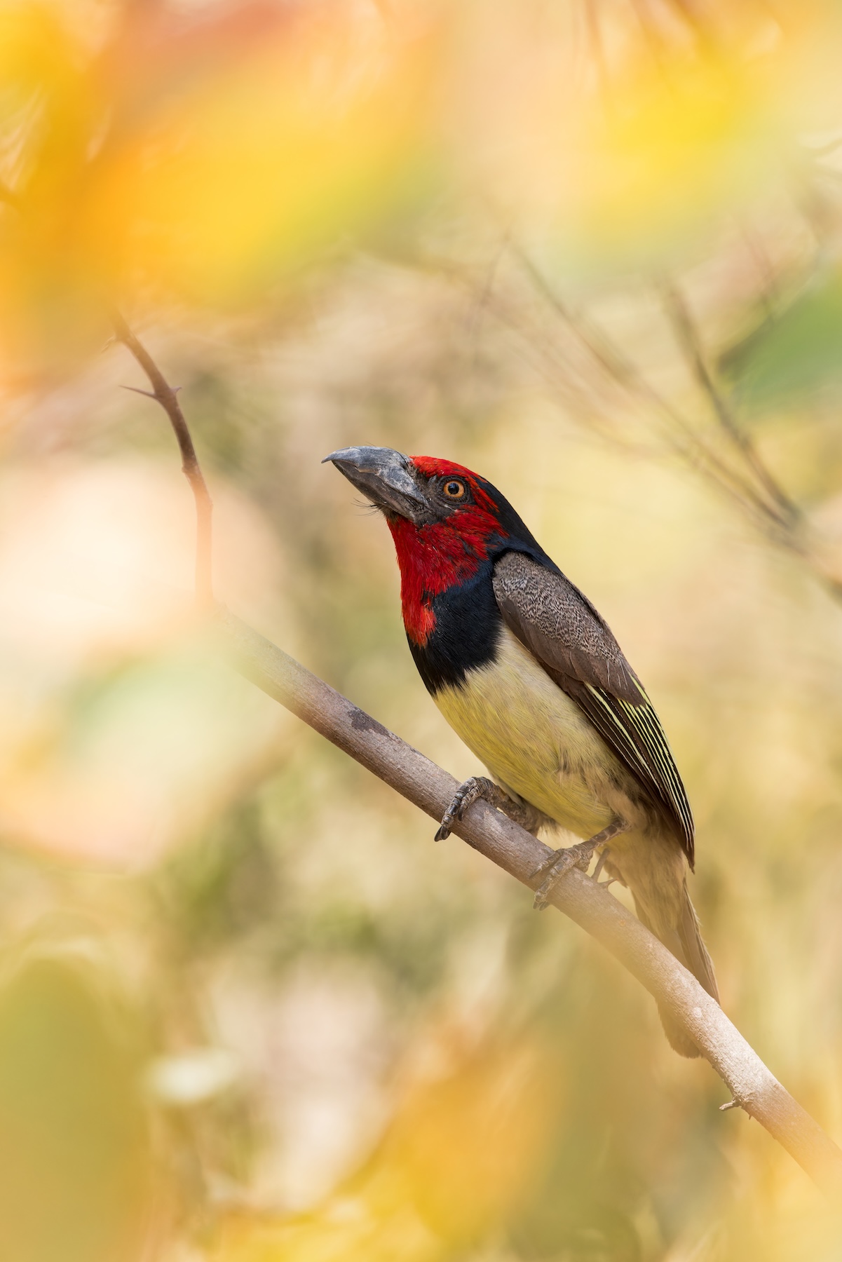 Aves tropicales en declive: el aumento del calor extremo provoca la disminución de sus poblaciones