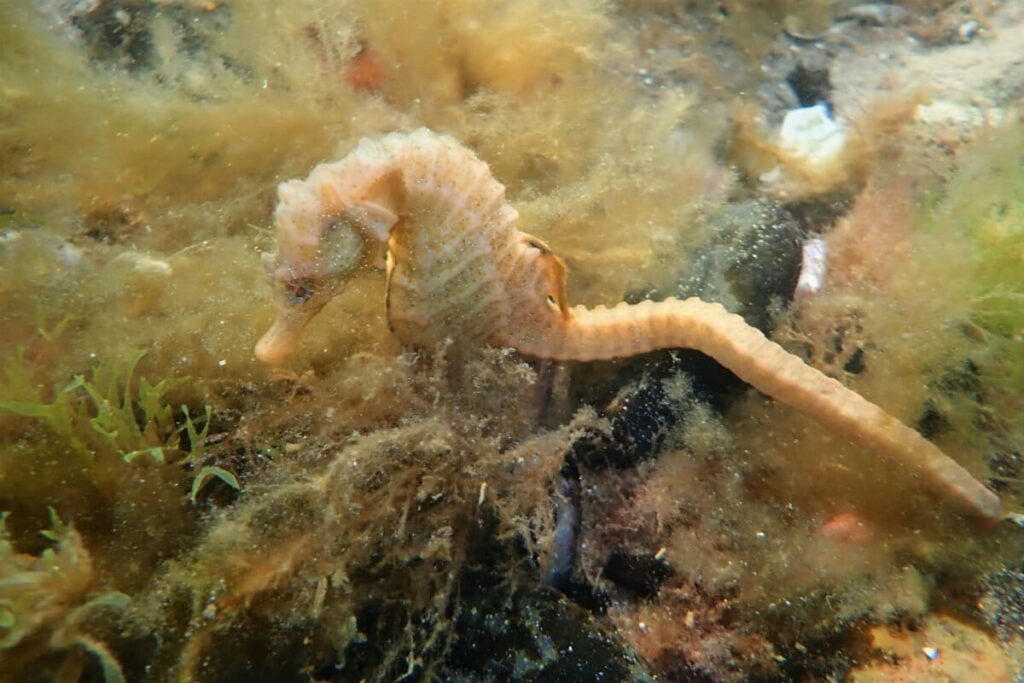 Los caballitos de mar patagónicos tienen buena parte de sus poblaciones cerca de Mar del Plata y San Antonio Oeste. Foto: cortesía Diego Luzzatto.
