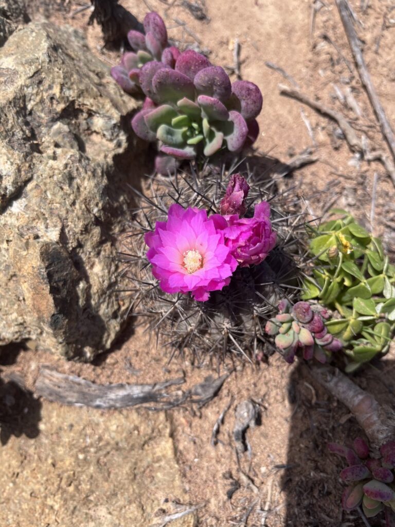 Chilenito (Eriosyce chilensis). Créditos: ©Luis Y. Santiago-Rosario - INaturalist