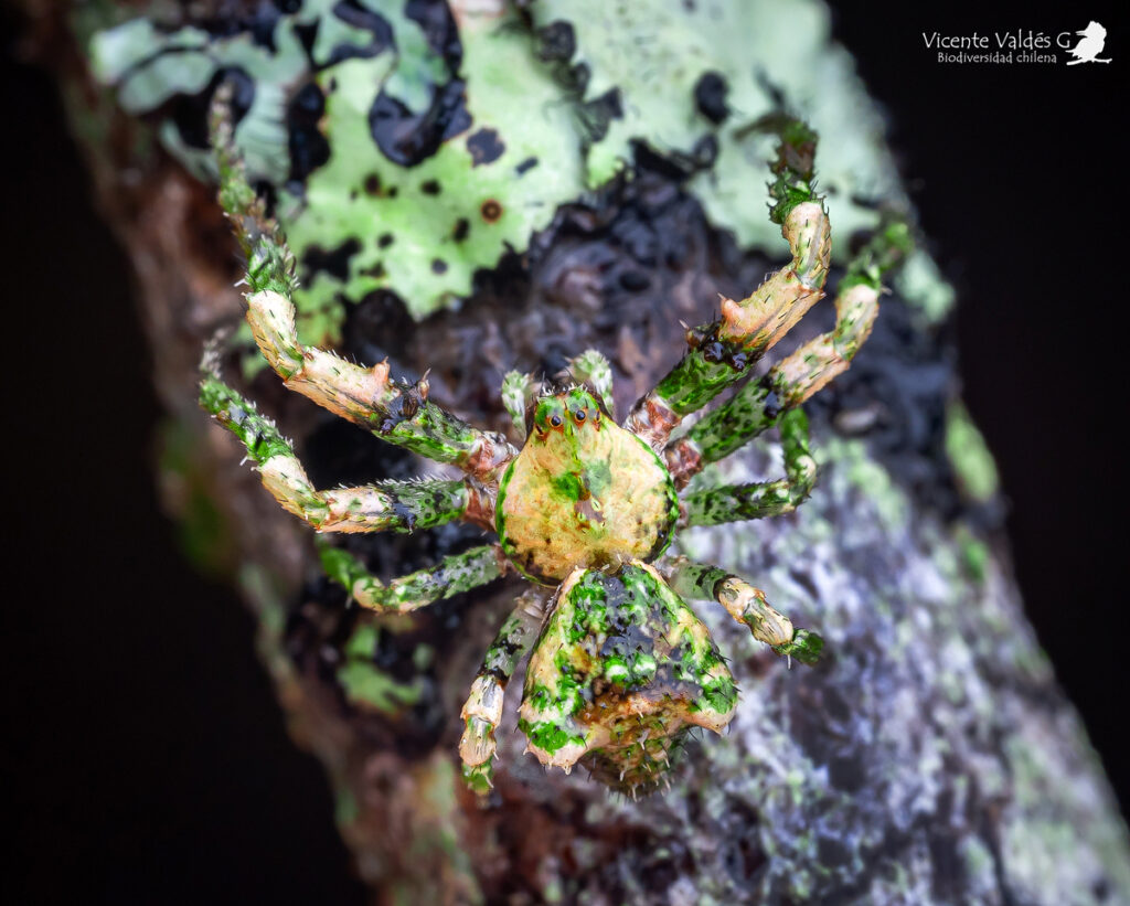 Araña cangrejo (Coenypha antennata). Créditos: Vicente Matías Valdés Guzmán (@ vicentevaldesguzmanphotography).