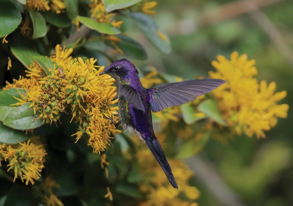 Colibrí pico de espina dorsimorado, Gaiadendron punctatum. Foto: Cristian Valencia/Premios de fotografía Audubon