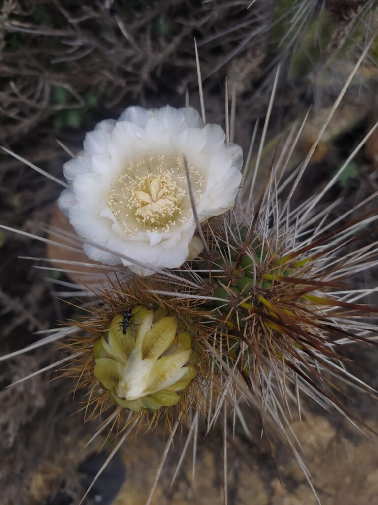 Copao de Philippi (Eulychnia castanea). Créditos: ©Paloma Juliá