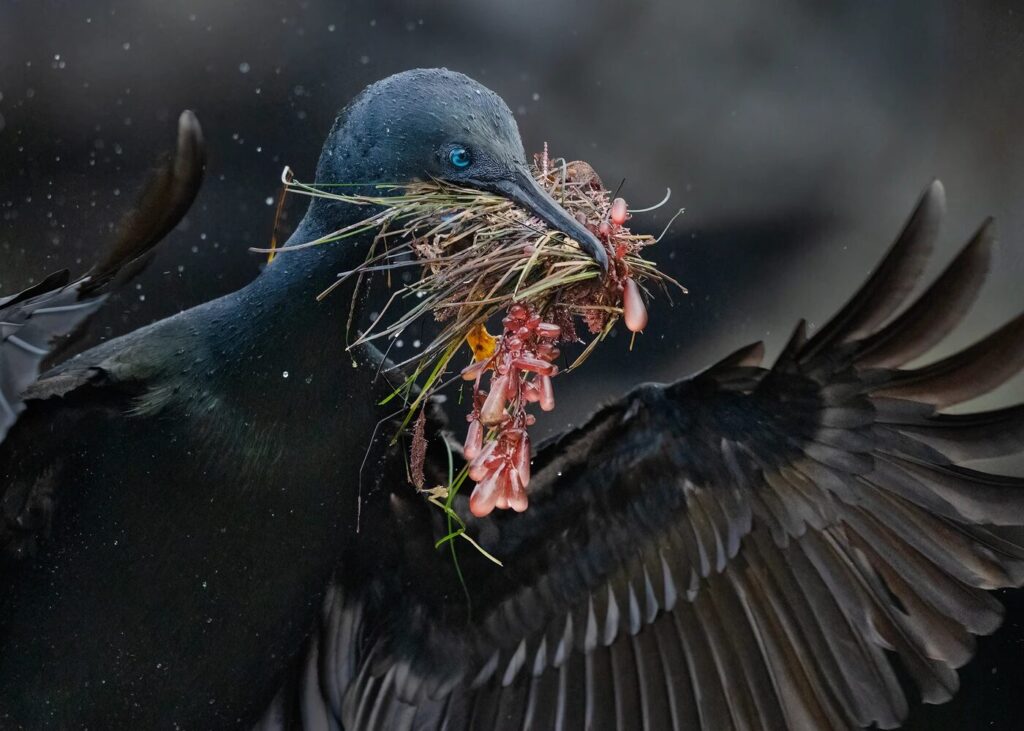 Cormorán de Brandt, hierbas marinas, algas rojas. Foto: Barbara Swanson/Premios de fotografía Audubon
