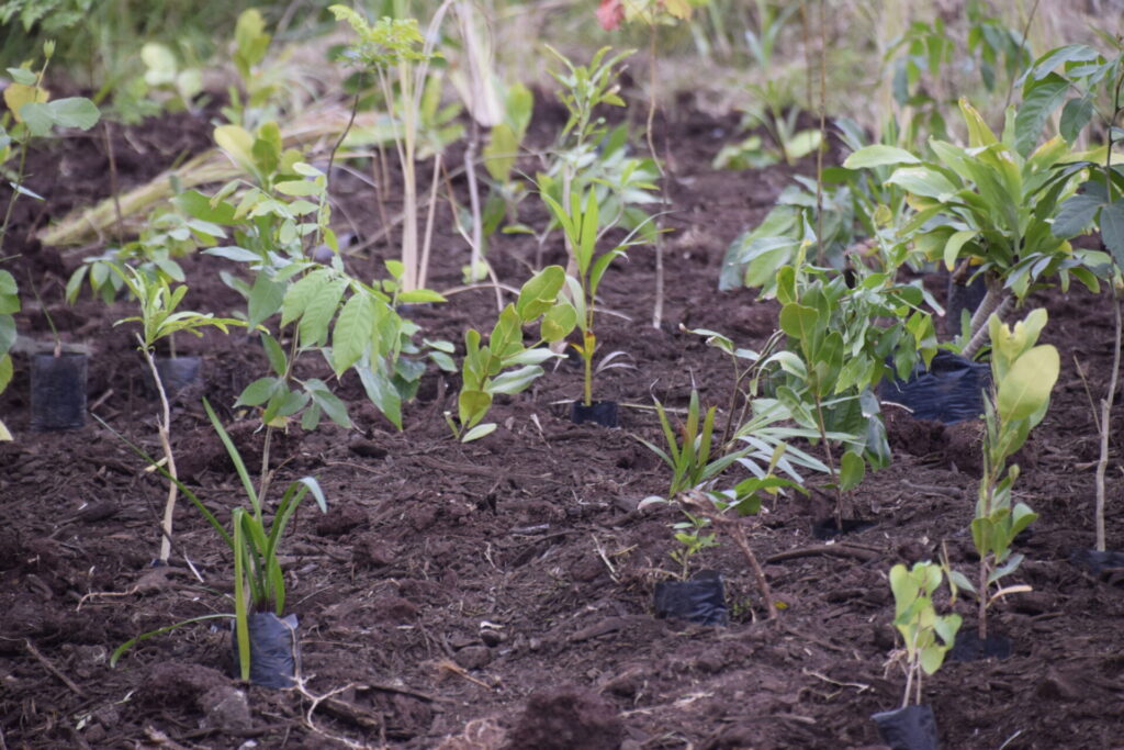 Reforestación en Rapa Nui. Créditos: Matías Álamo.