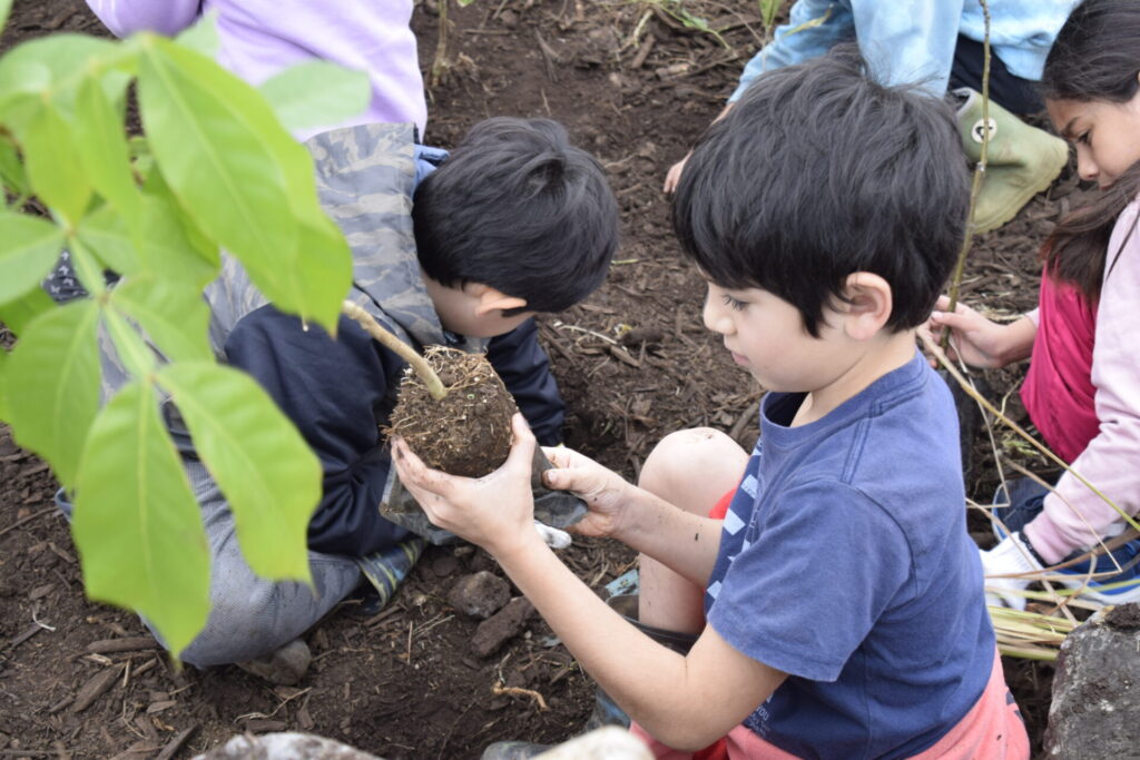 Reforestación en Rapa Nui. Créditos: Matías Álamo.