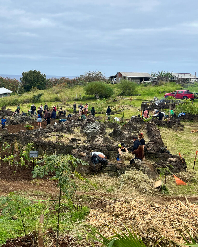 Reforestación en Rapa Nui. Créditos: Bosko.
