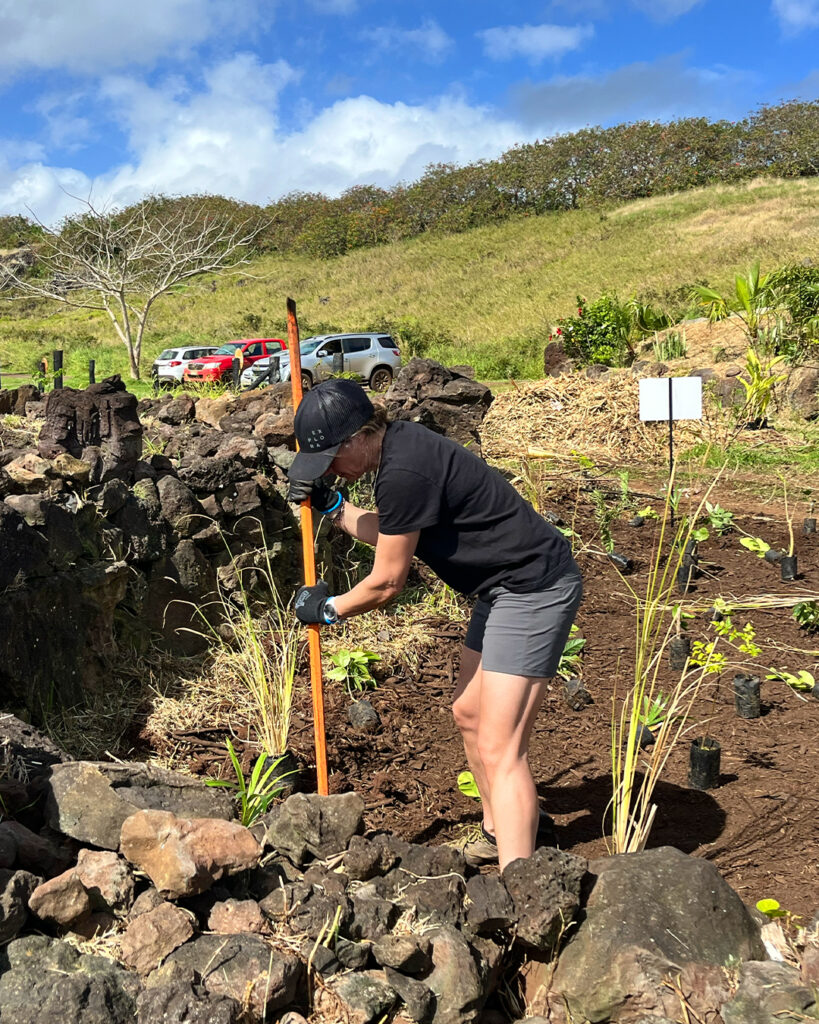 Reforestación en Rapa Nui. Créditos: Bosko.