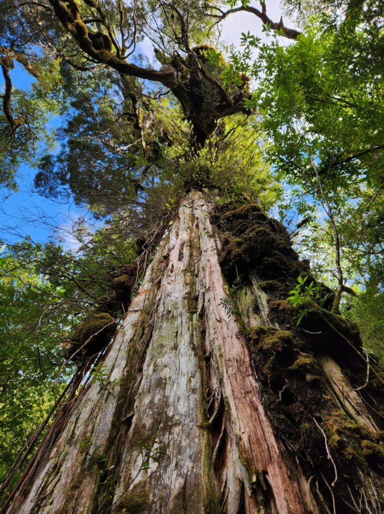 Fitzroya cupressoides, alerce. Créditos Josefina Hepp