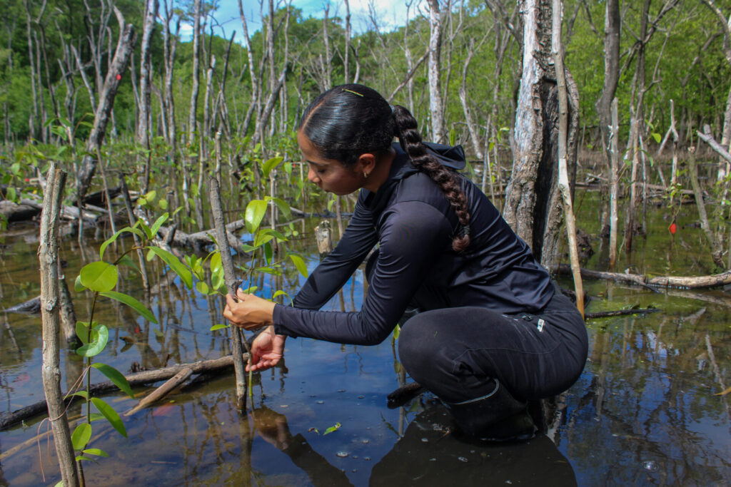 Diana, de 29 años, asegurando un mangle joven sobre un tronco seco para protegerlo de la marea. Foto: María José Mejía.