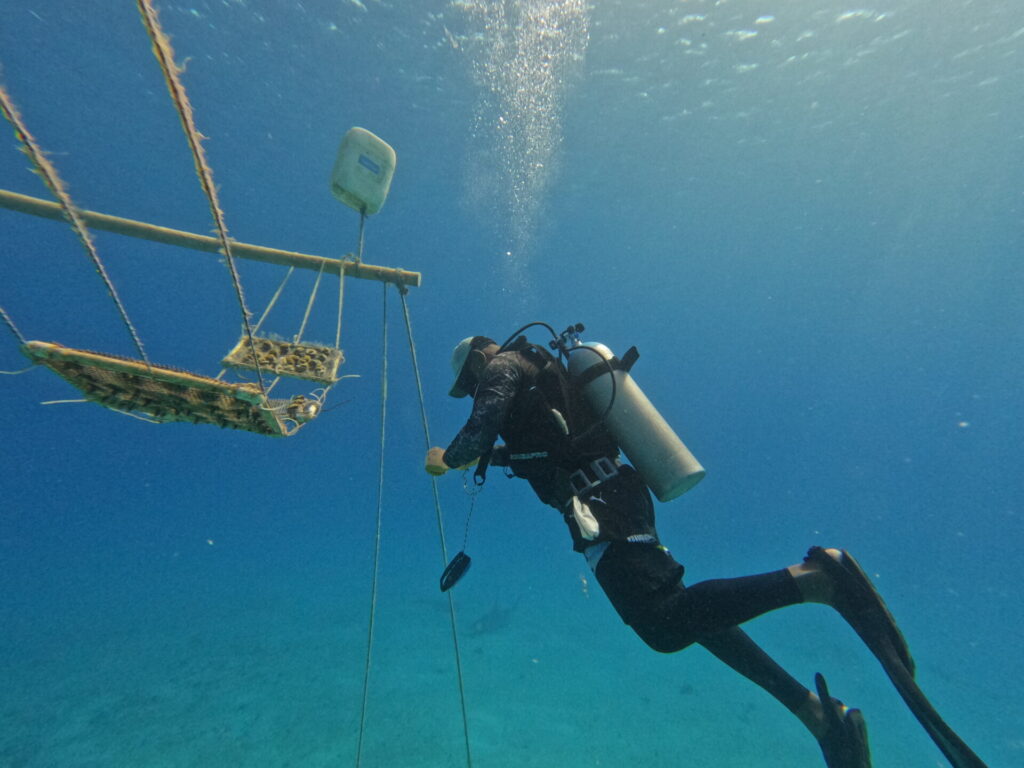 Las guarderías son espacios en el que los corales se protegen, se les hace seguimiento y vigilancia, para posteriormente ser trasplantados en los arrecifes. Foto: Blue Indigo.