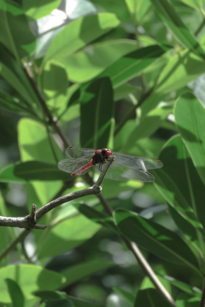 Planeadora Bermellón (Tramea abdominalis).  Foto: Diana Ortiz.