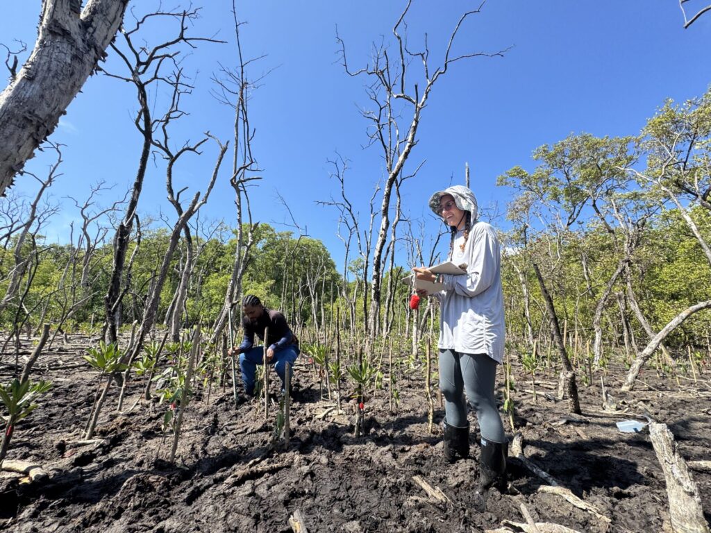 El proyecto incluyó la siembra en dos escenarios: una zona degradada con alta salinidad y un bosque sano con buena cobertura de dosel y menor salinidad: Foto: Diana Ortiz.