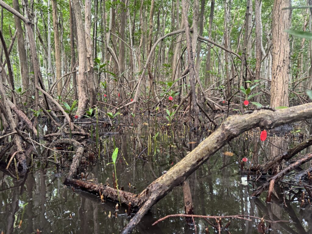 Plántulas de manglar sembradas en el Parque Regional Old Point. Foto: Diana Ortiz.