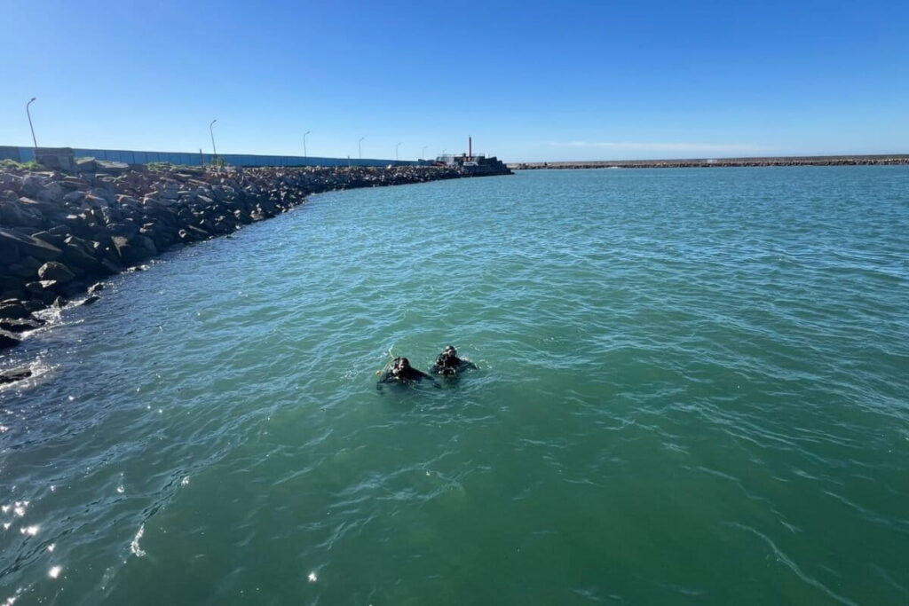 Todos los meses, los buzos y científicos del Museo de Ciencias Naturales se sumergen en las profundidades de la Escollera Norte del puerto de Mar del Plata. Ahí se encuentran algunas de las poblaciones de caballitos de mar patagónicos. Foto: cortesía Gabriela Pujol