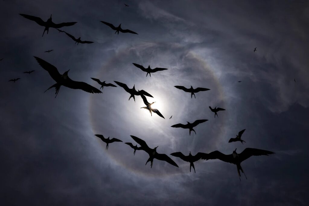 Fragata tijereta. Foto: Liron Gertsman/Premios de fotografía Audubon