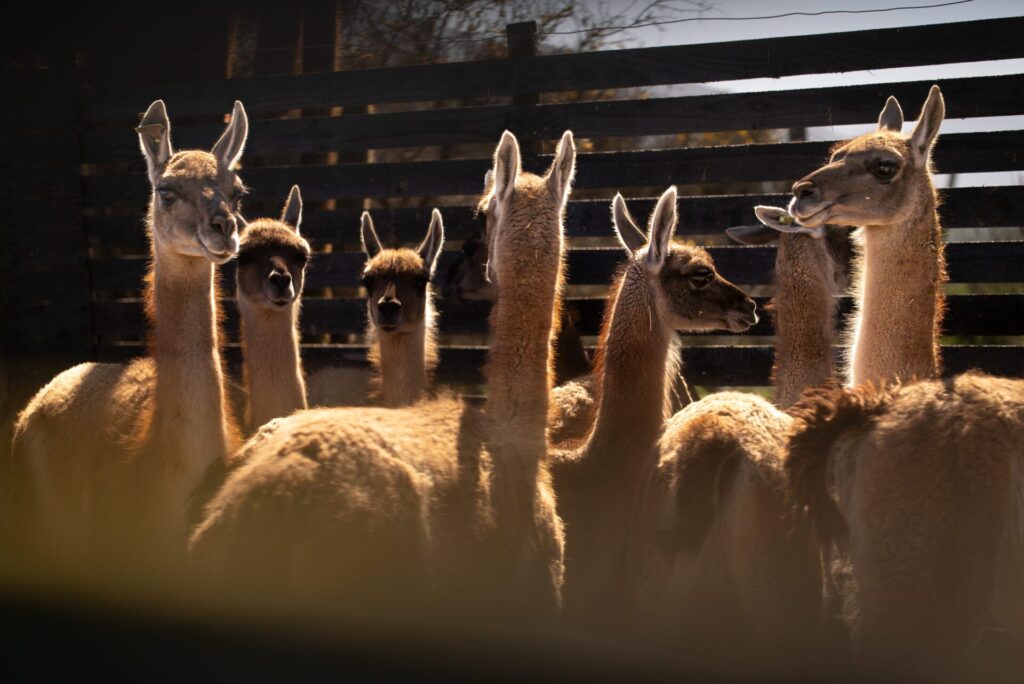 Repoblamiento del guanaco en la cordillera de la Región Metropolitana