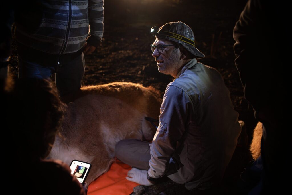 Repoblamiento del guanaco en la cordillera de la Región Metropolitana