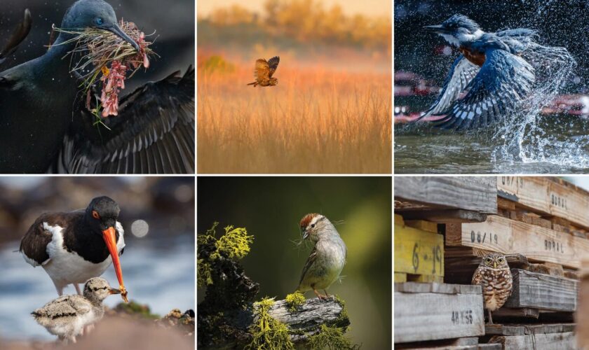 Concurso Audubon 2025: Conoce las espectaculares fotografías de aves ganadoras de este año