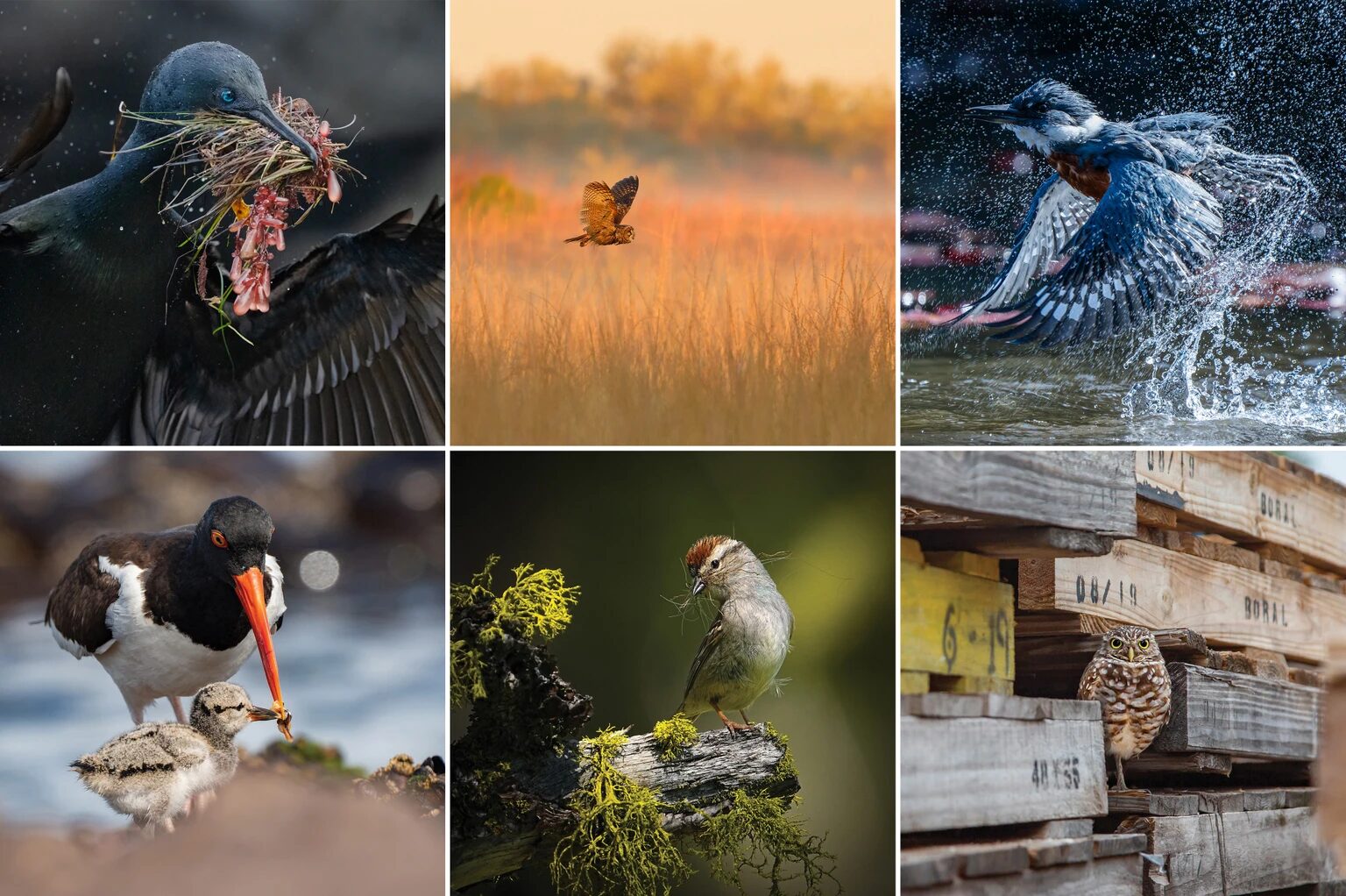 Concurso Audubon 2025: Conoce las espectaculares fotografías de aves ganadoras de este año