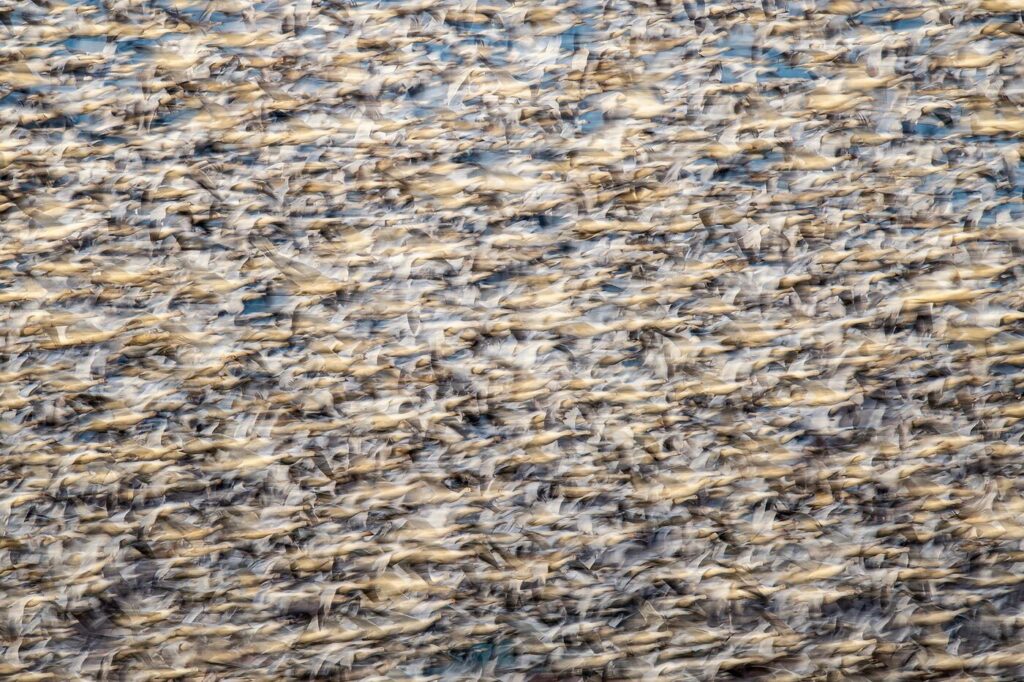 Ganso blanco. Foto: Yoshiki Nakamura/Premios de fotografía Audubon