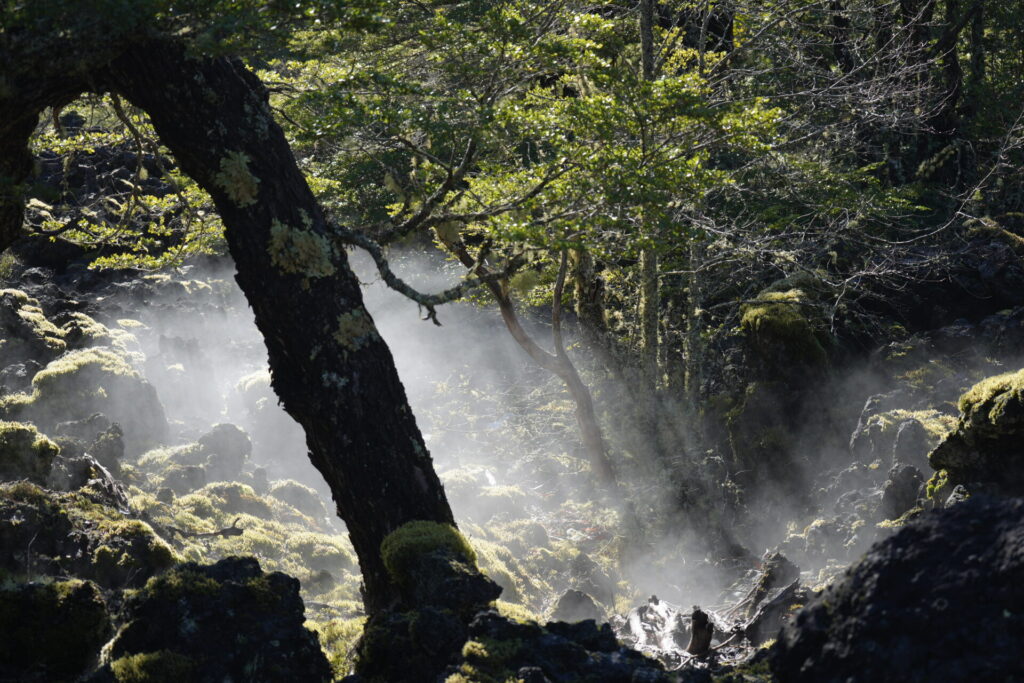 Bosque del Geoparque Kutralkura