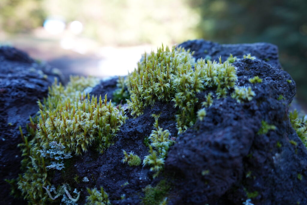 Flora Geoparque Kütralkura