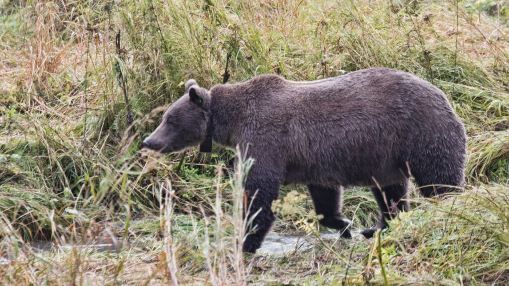 Oso grizzly con collar de GPS. Créditos: Dougall_Photography.