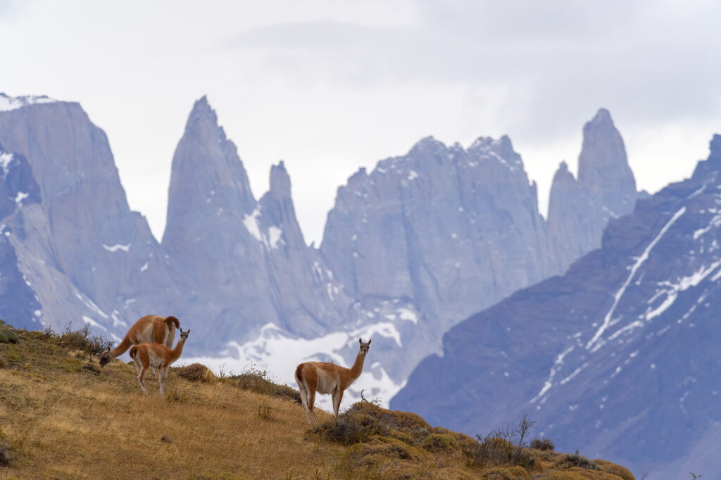 Créditos: Estancia Cerro Guido