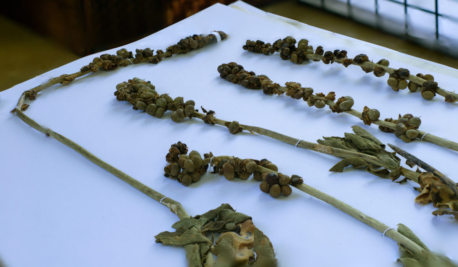 ¡Maravilloso! Tras años de trabajo, Chile avanza hacia un Inventario Nacional de Especies digitalizadas de flora
