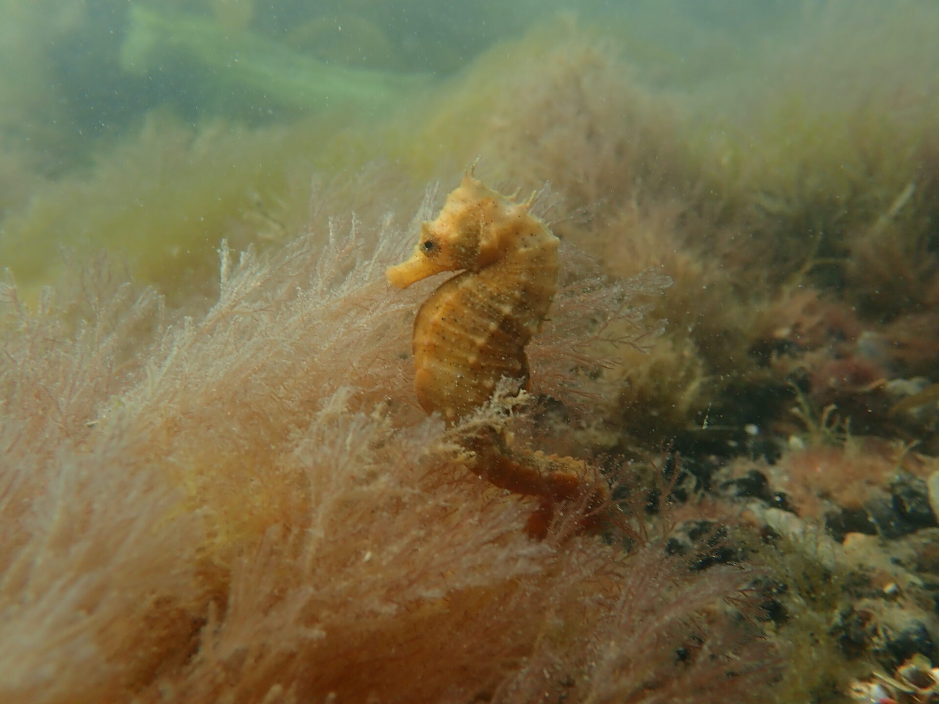 Científicos y buzos luchan por salvar al caballito de mar patagónico en Argentina descubierto hace apenas 20 años