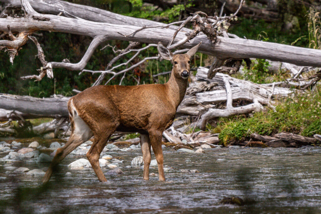 Huemul en Parque Nacional Cerro Castillo (c) Mylthon Jiménez