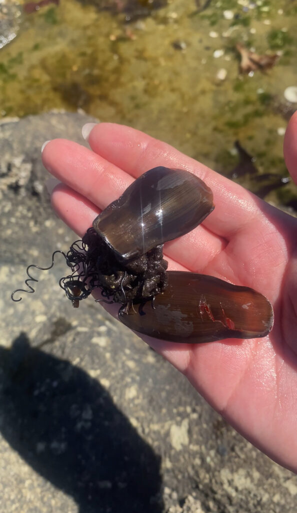 Huevos de tiburón pintarroja (Schroederichthys chilensis). Créditos: ©Camila Aravena