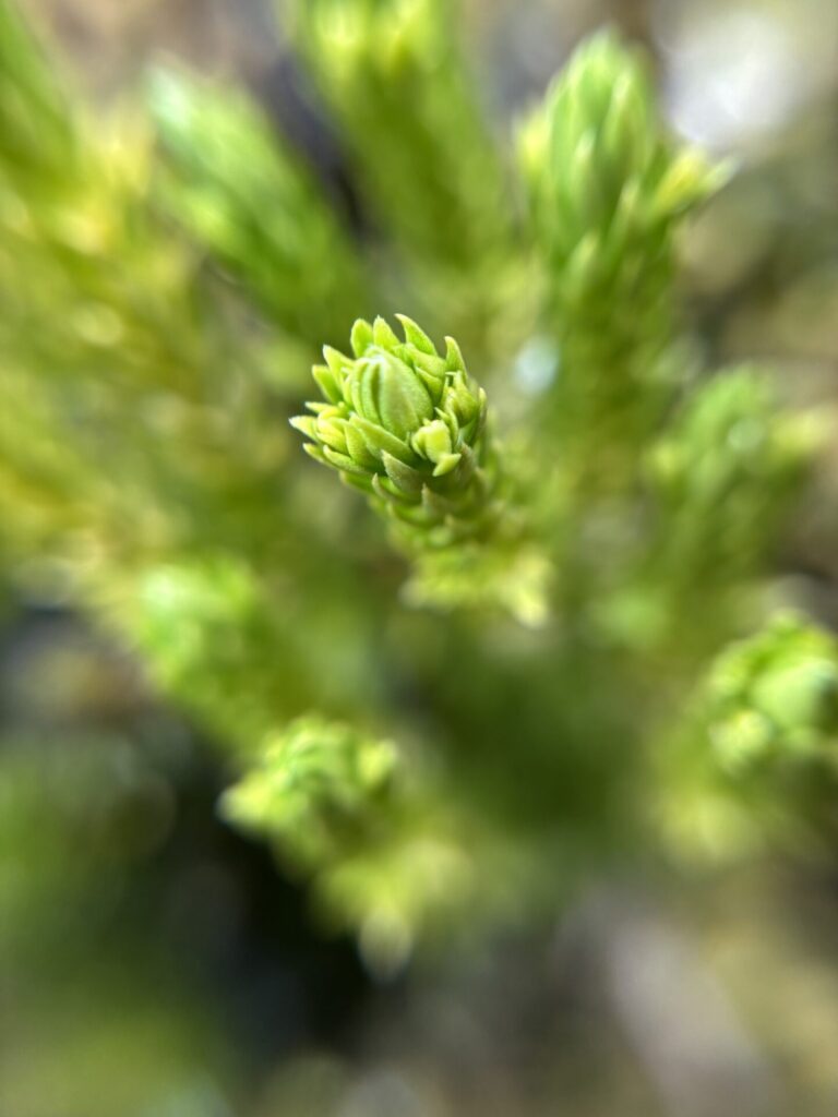 Huperzia fuegiana. Créditos: ©INaturalist @nmilsky 