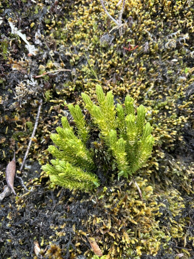 Huperzia fuegiana. Créditos: ©INaturalist @nmilsky 