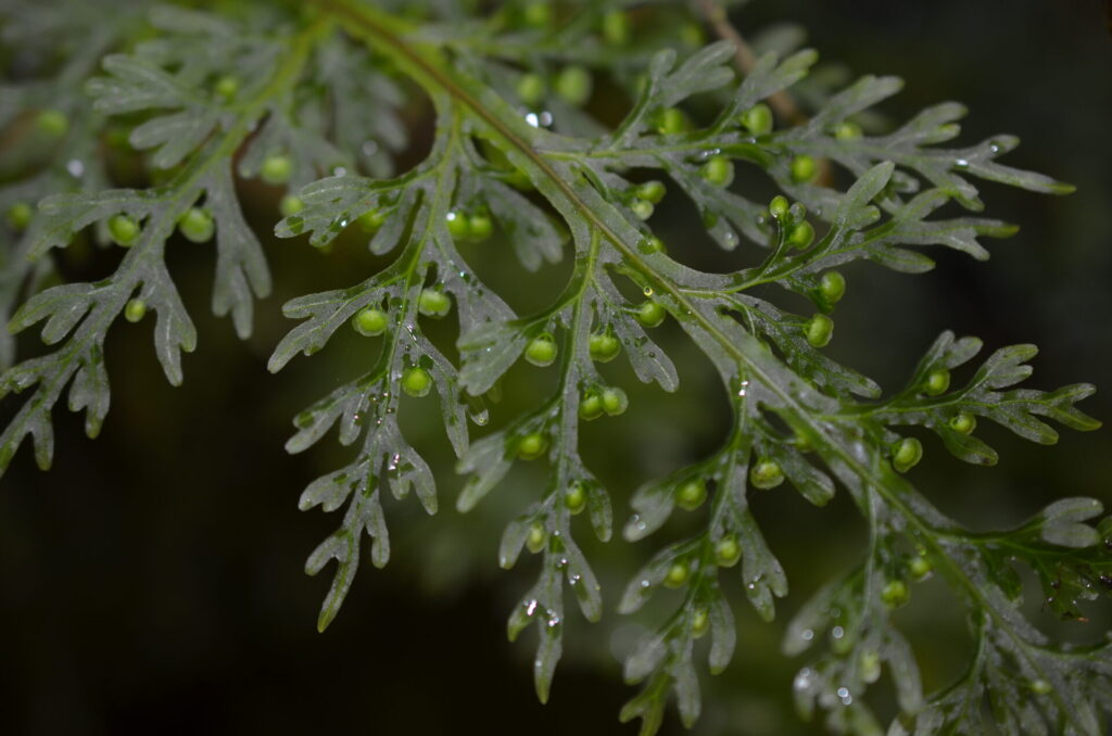 Hymenophyllum caudatum. Créditos: ©Jaime Espejo Cardemil