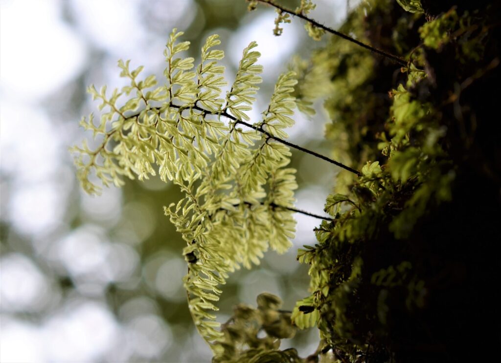 Hymenophyllum secundum. Créditos: ©Jaime Espejo Cardemil