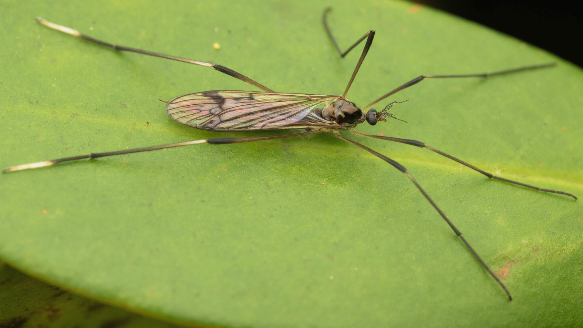“Zancudos gigantes”: Descubre a las típulas, los falsos mosquitos que protegen la naturaleza