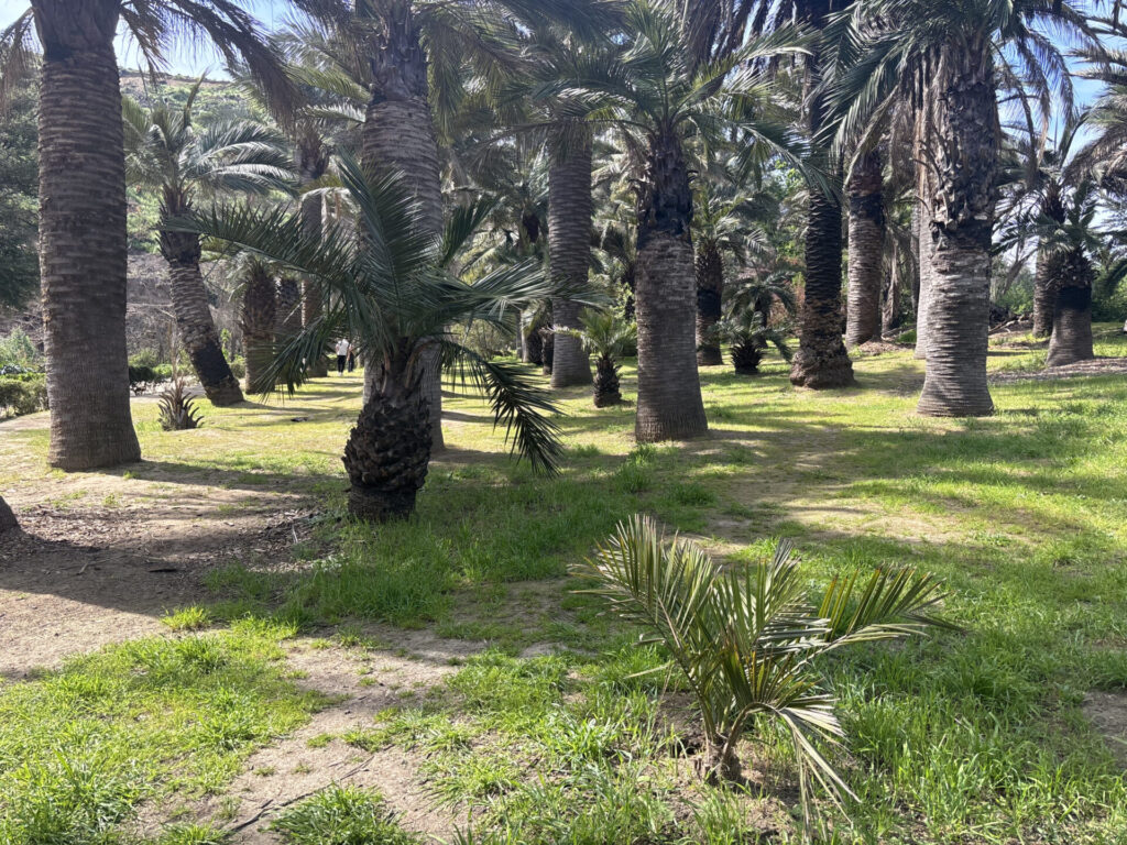 Jardín Botánico Nacional de Viña del Mar. Créditos: Loreto Andaur.