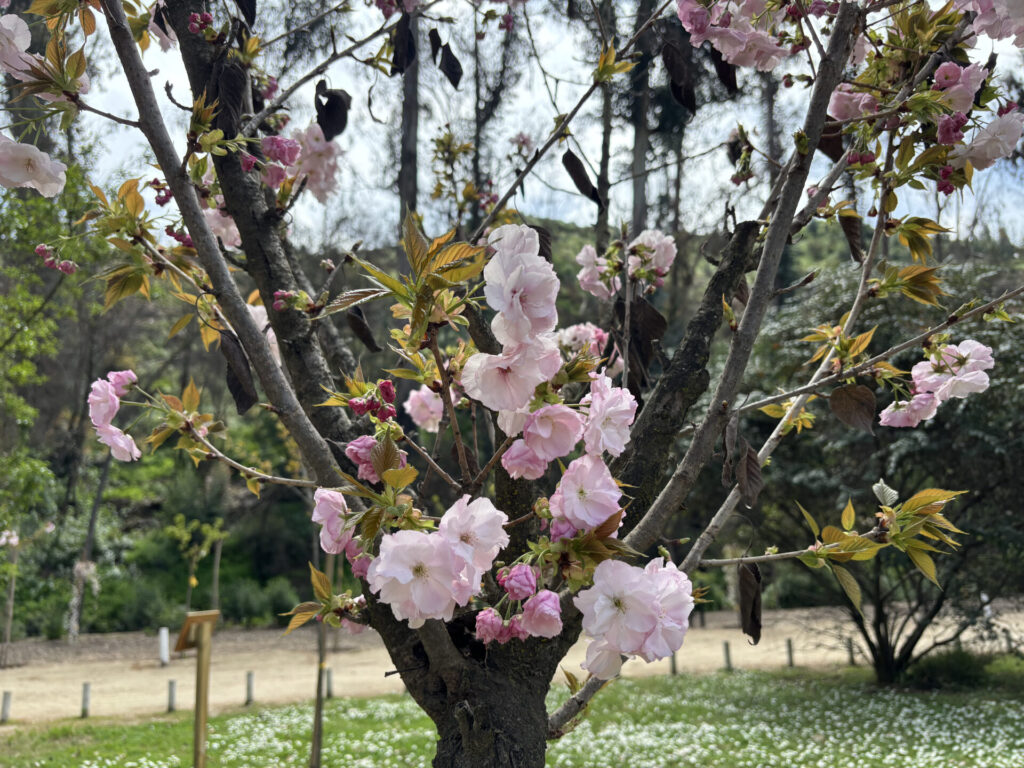 Patagua del Jardín Botánico Nacional de Viña del Mar. Créditos Loreto Andaur. 