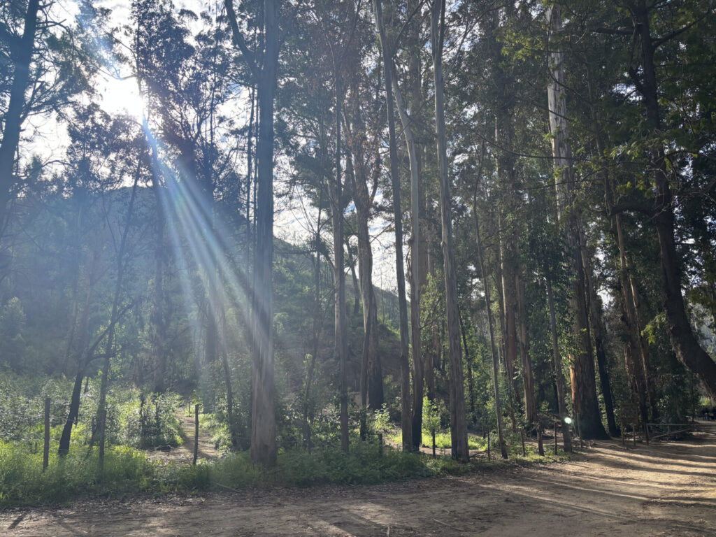 Jardín Botánico Nacional de Viña del Mar. Créditos: Loreto Andaur.