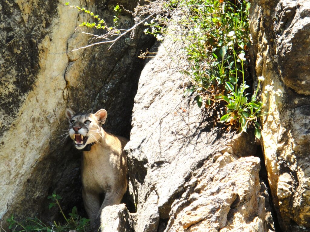 Puma en la Patagonia chilena. Créditos: Jim Williams.